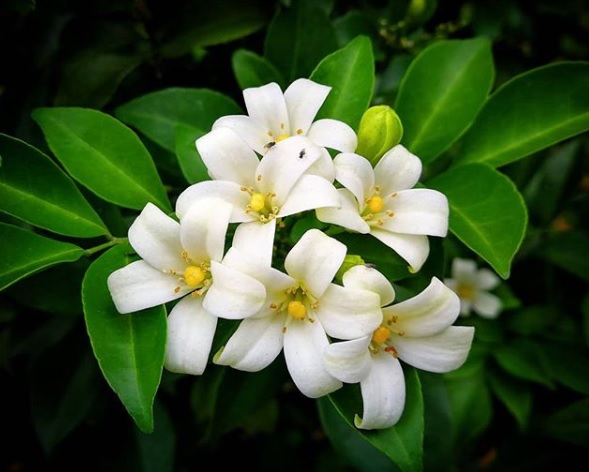 Growing a balcony garden