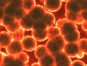 bacteria, gut health, calorie restriction, obesity, diversity