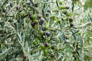 olives, olive oil, growing olives, cold pressed